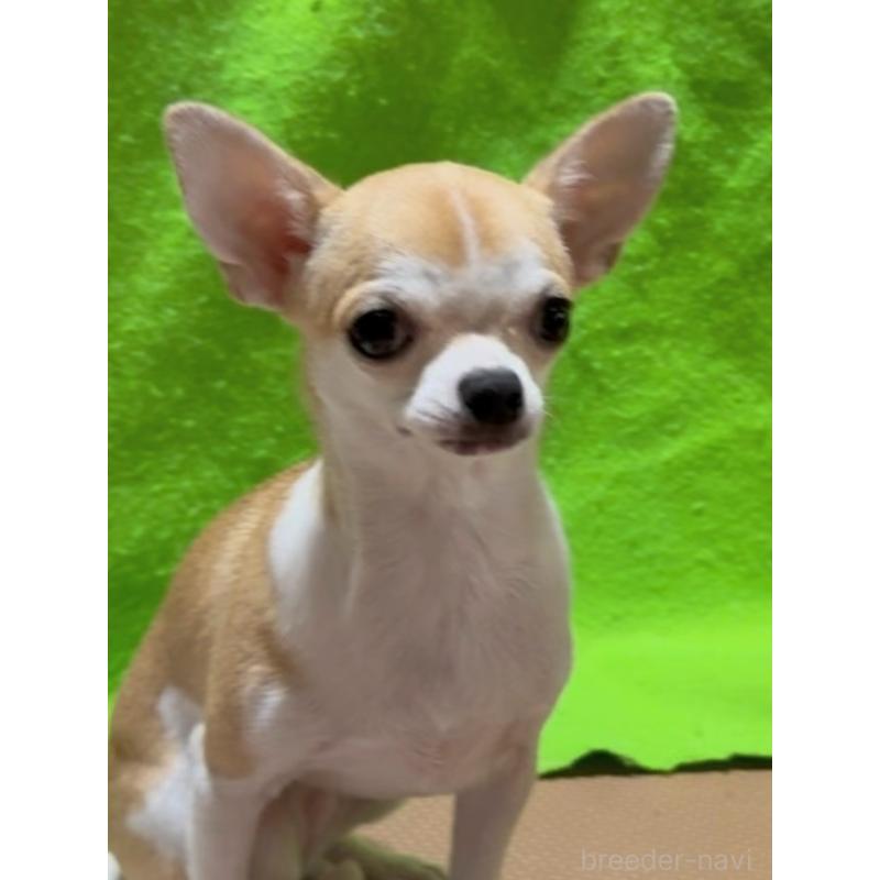 成約済の山口県のチワワ(スムースコート)-399271の2枚目