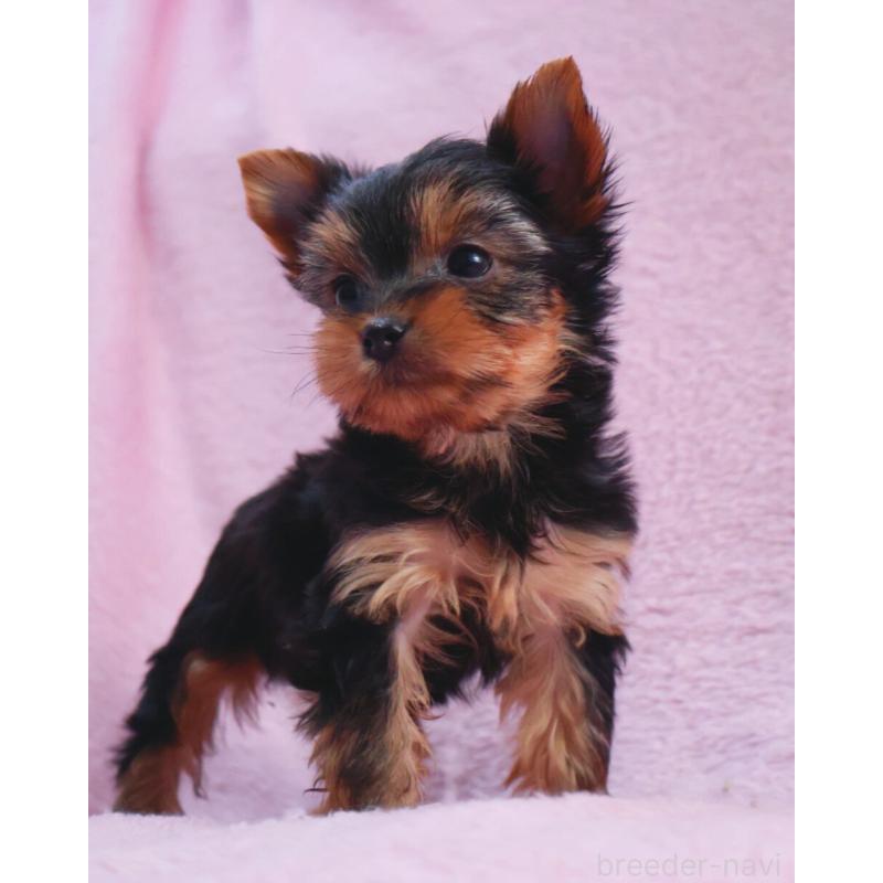 販売中の神奈川県のヨークシャーテリア-441571の13枚目