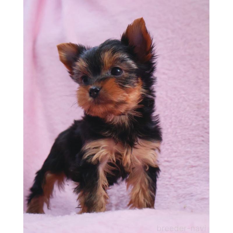 販売中の神奈川県のヨークシャーテリア-441571の11枚目