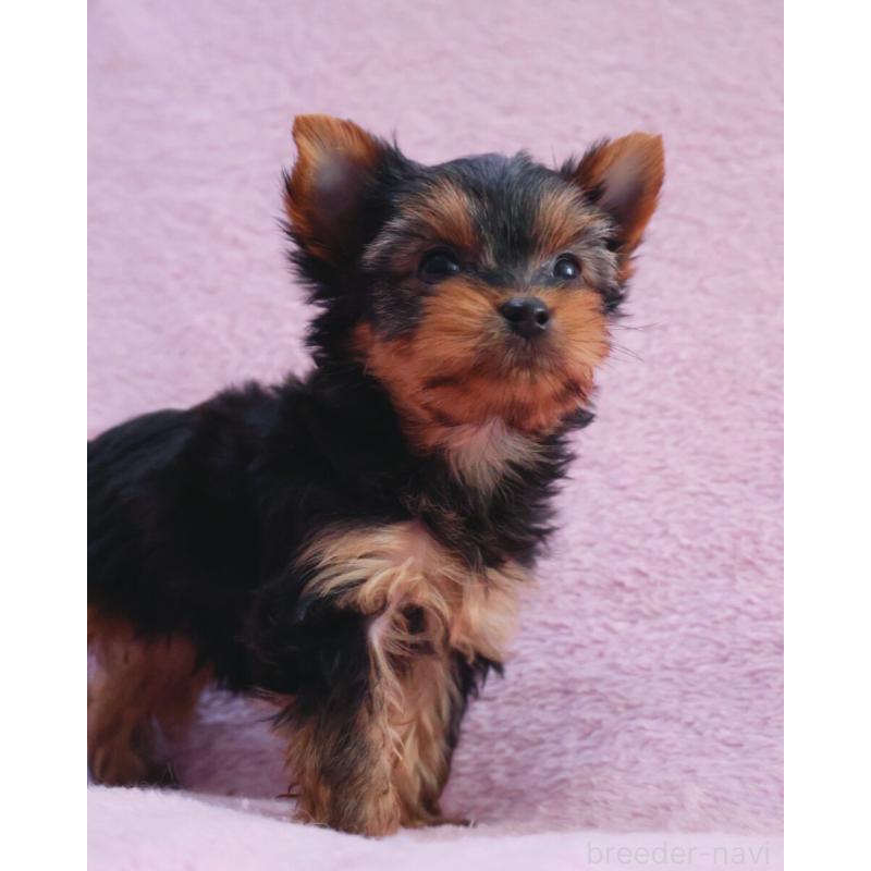 販売中の神奈川県のヨークシャーテリア-441571の10枚目