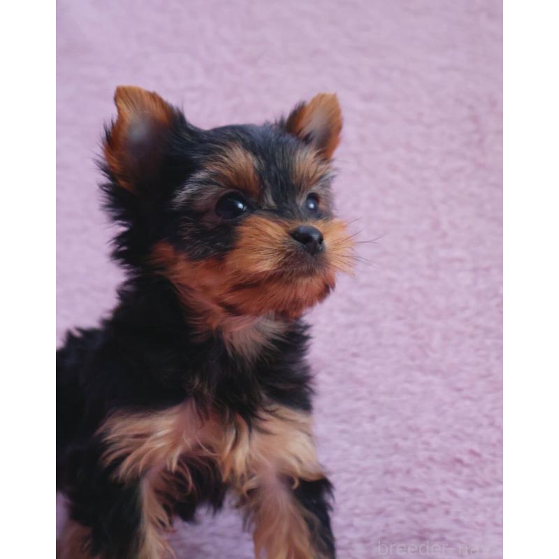 販売中の神奈川県のヨークシャーテリア-441571の9枚目