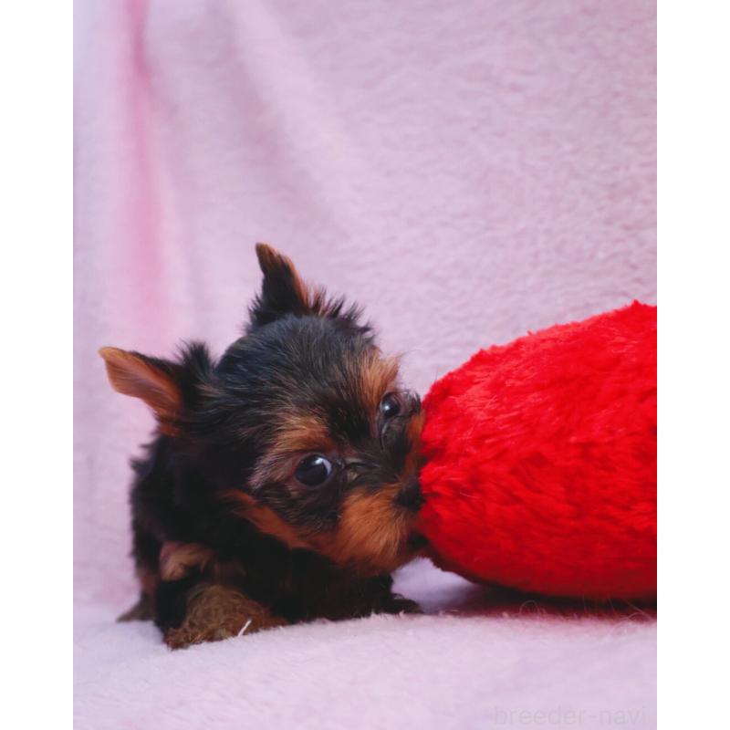 販売中の神奈川県のヨークシャーテリア-441571の7枚目