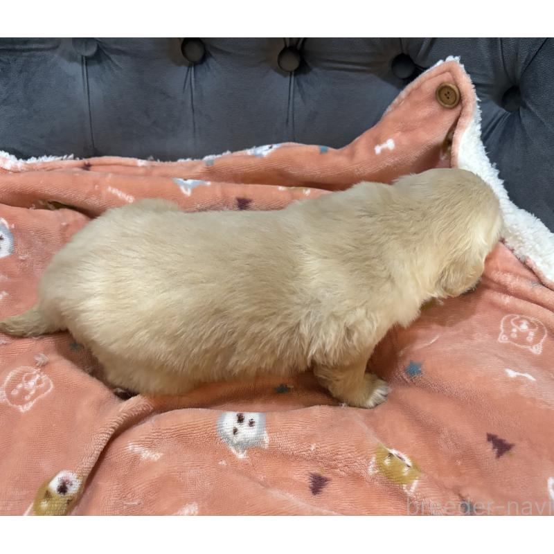 販売中の鹿児島県のゴールデンレトリーバー-441566の8枚目