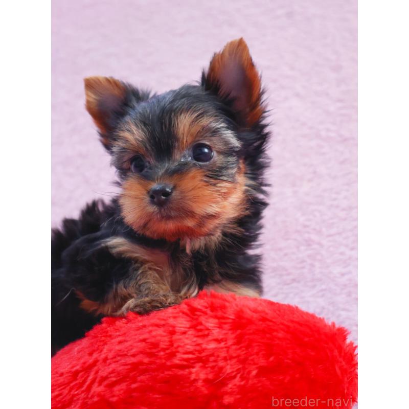 販売中の神奈川県のヨークシャーテリア-441571の6枚目