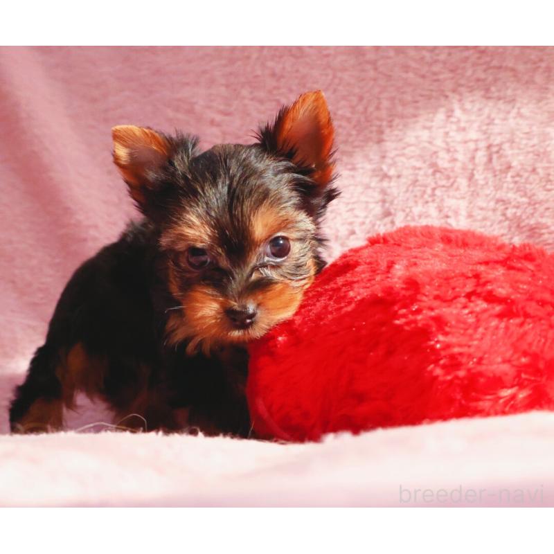 販売中の神奈川県のヨークシャーテリア-441571の5枚目