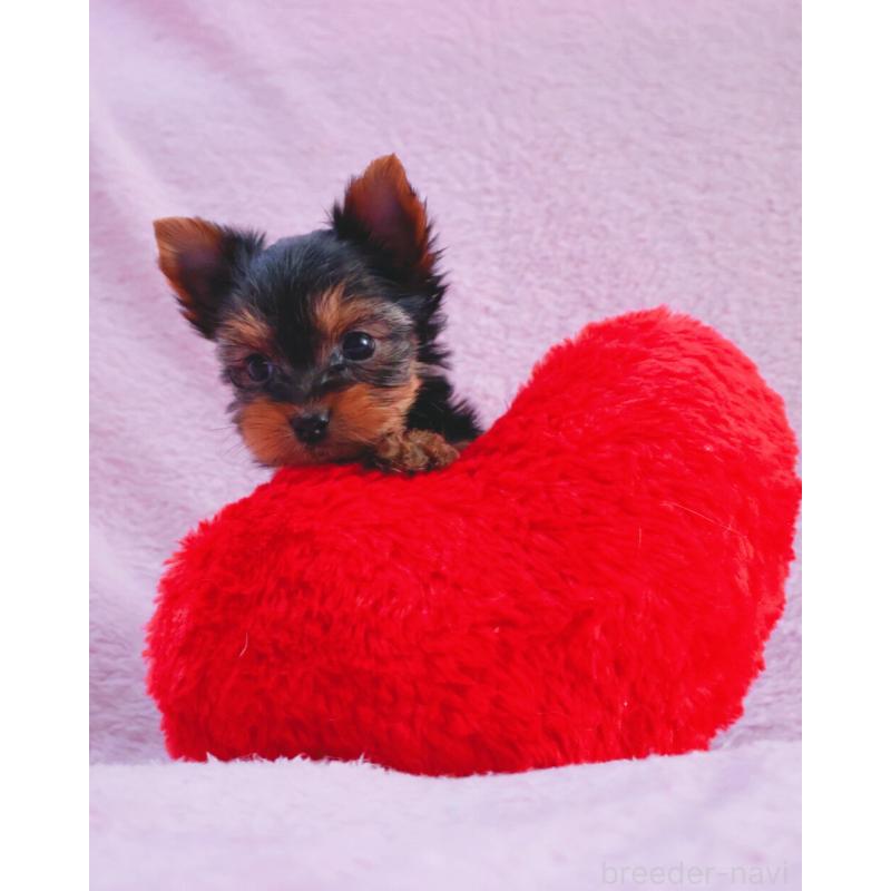 販売中の神奈川県のヨークシャーテリア-441571の4枚目