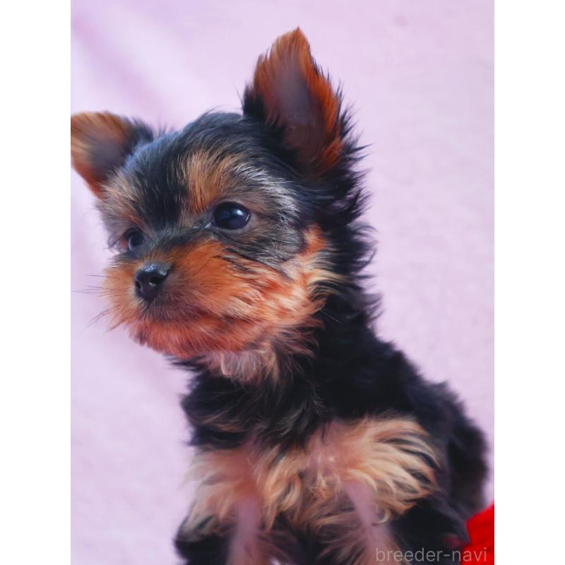 販売中の神奈川県のヨークシャーテリア-441571の3枚目