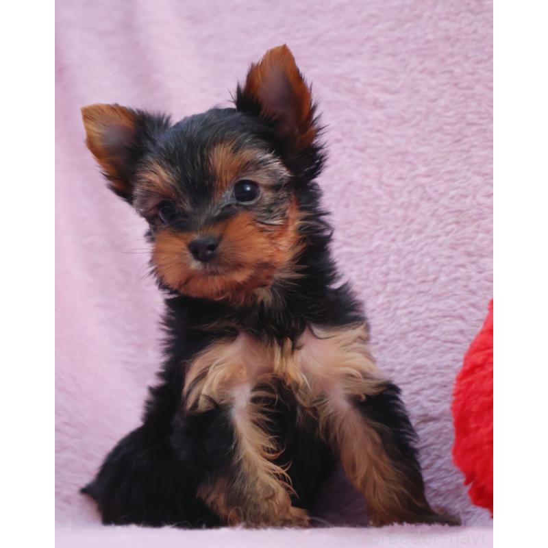 販売中の神奈川県のヨークシャーテリア-441571の2枚目