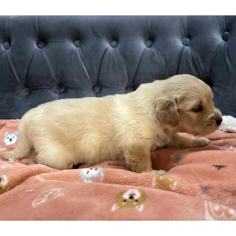 販売中の鹿児島県のゴールデンレトリーバー-441566の7枚目