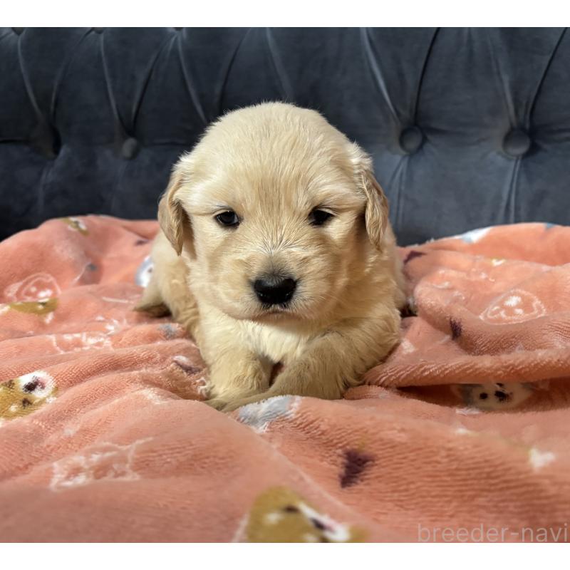 販売中の鹿児島県のゴールデンレトリーバー-441566の6枚目