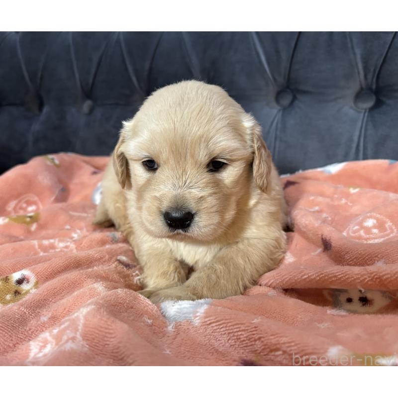 販売中の鹿児島県のゴールデンレトリーバー-441566の5枚目