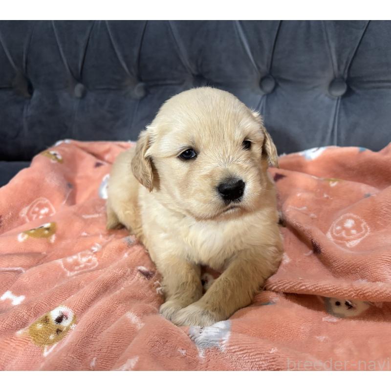 販売中の鹿児島県のゴールデンレトリーバー-441566の4枚目