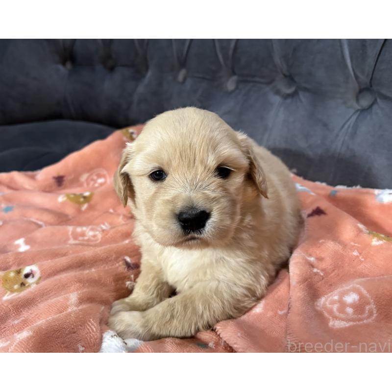 販売中の鹿児島県のゴールデンレトリーバー-441566の3枚目