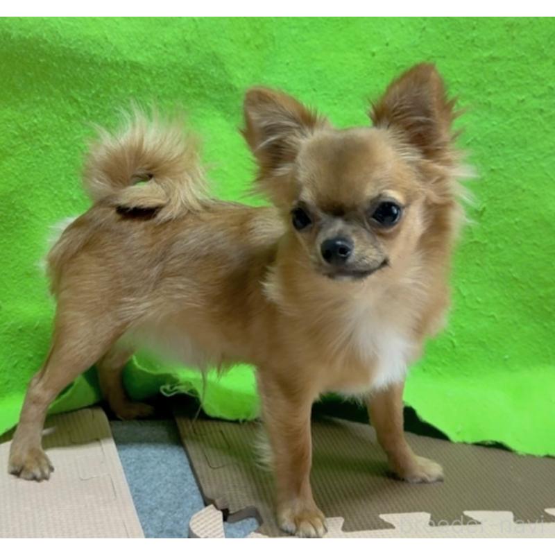 販売中の山口県のチワワ(ロングコート)-432605の2枚目