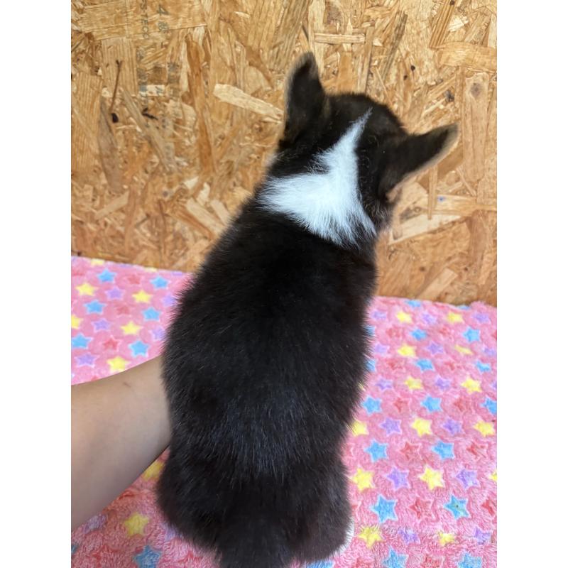 販売中の静岡県のウェルシュコーギーペンブローク-441570の15枚目