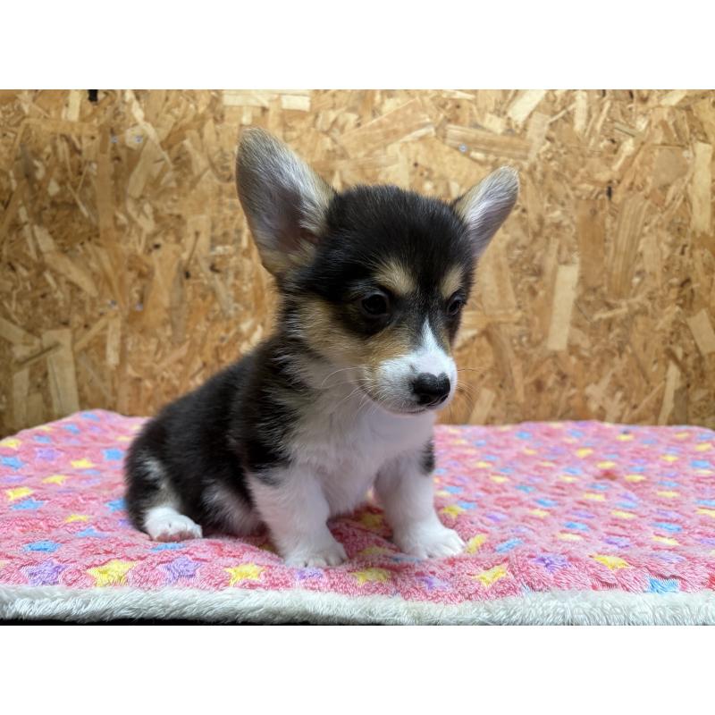 販売中の静岡県のウェルシュコーギーペンブローク-441570の14枚目