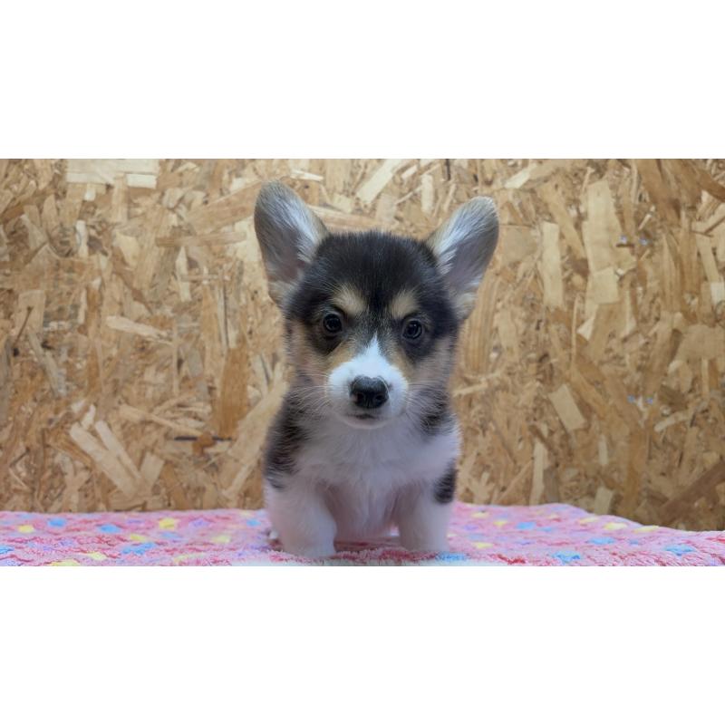 販売中の静岡県のウェルシュコーギーペンブローク-441570の13枚目