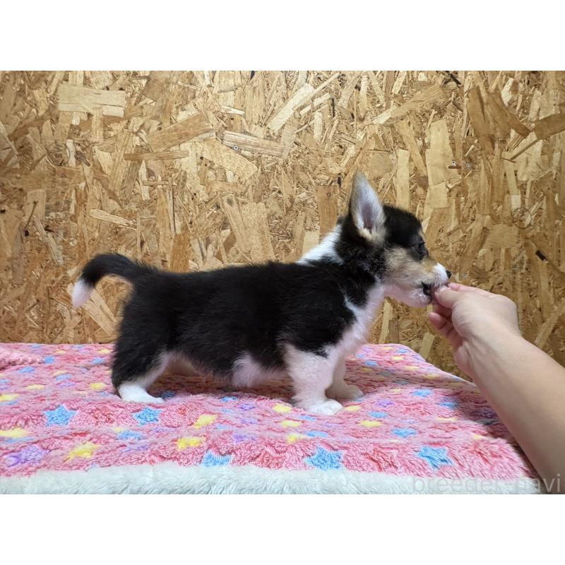 販売中の静岡県のウェルシュコーギーペンブローク-441570の12枚目