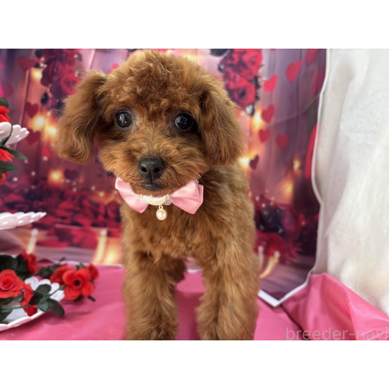 販売中の栃木県のタイニープードル-423220の1枚目