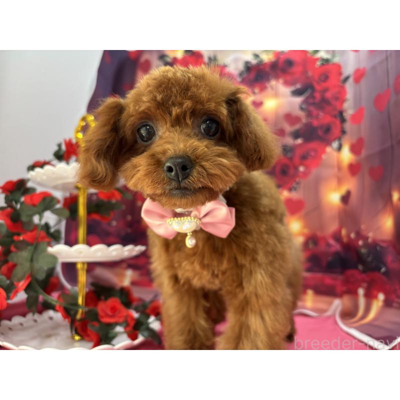 販売中の栃木県のタイニープードル-423220の10枚目