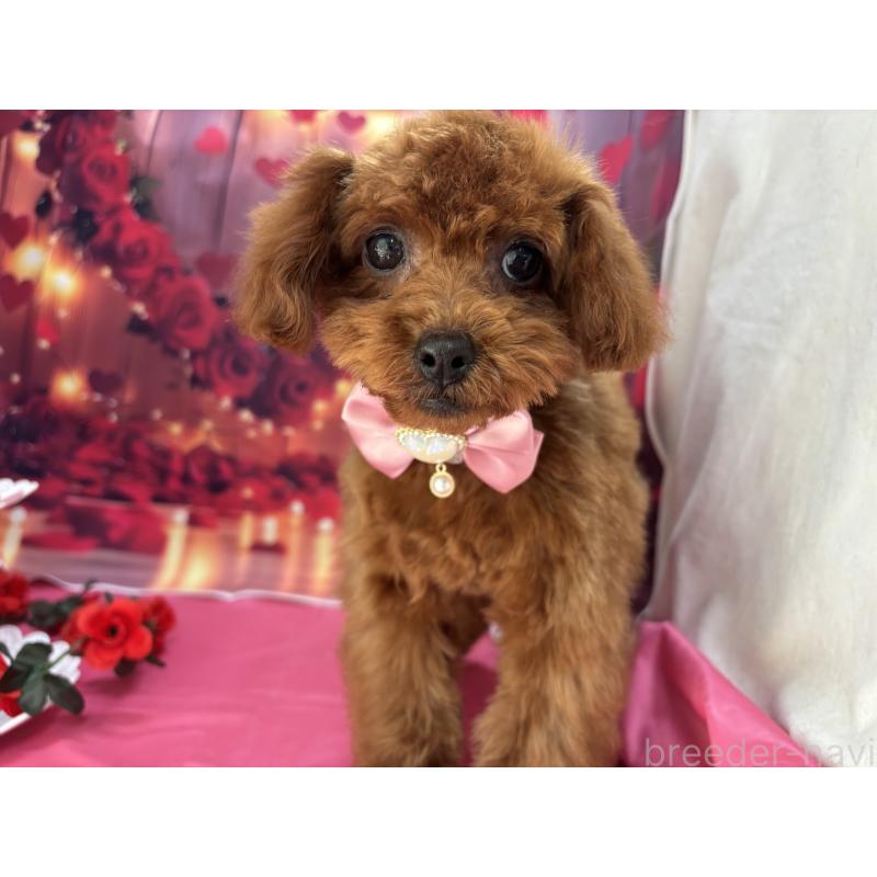 販売中の栃木県のタイニープードル-423220の9枚目