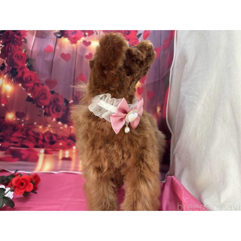 販売中の栃木県のタイニープードル-423220の8枚目