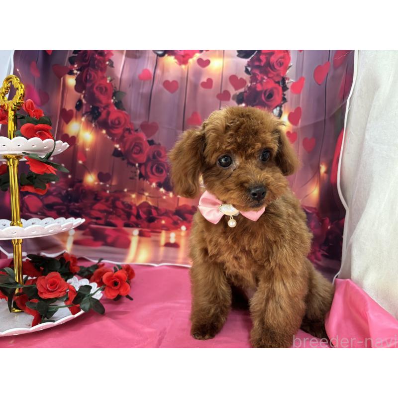 販売中の栃木県のタイニープードル-423220の7枚目