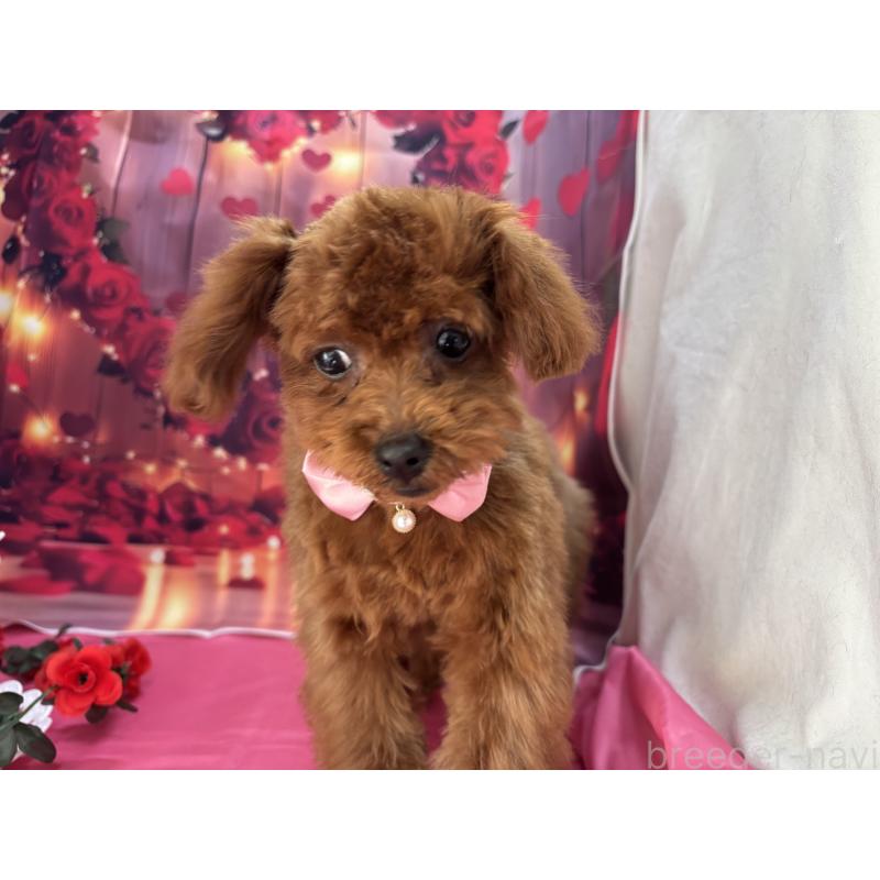 販売中の栃木県のタイニープードル-423220の6枚目