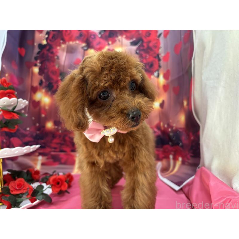 販売中の栃木県のタイニープードル-423220の5枚目