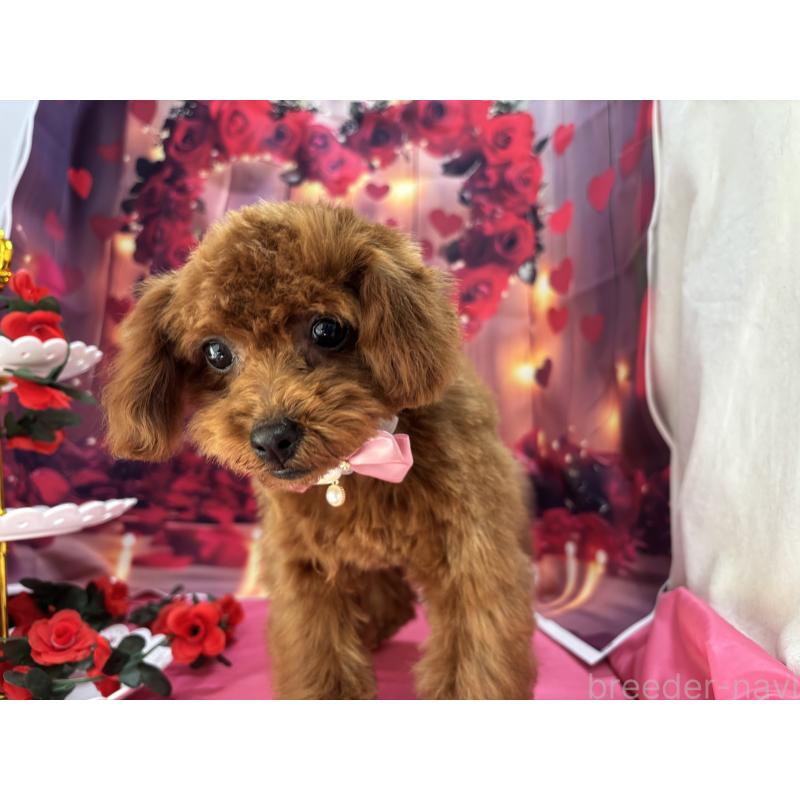 販売中の栃木県のタイニープードル-423220の4枚目