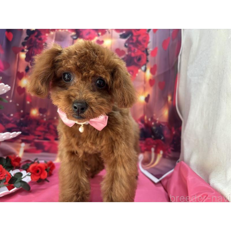 販売中の栃木県のタイニープードル-423220の3枚目