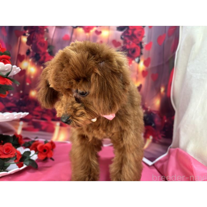 販売中の栃木県のタイニープードル-423220の2枚目