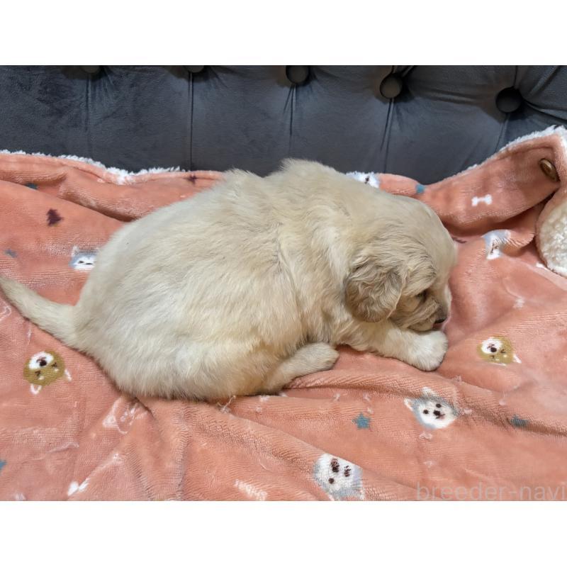 販売中の鹿児島県のゴールデンレトリーバー-441569の8枚目