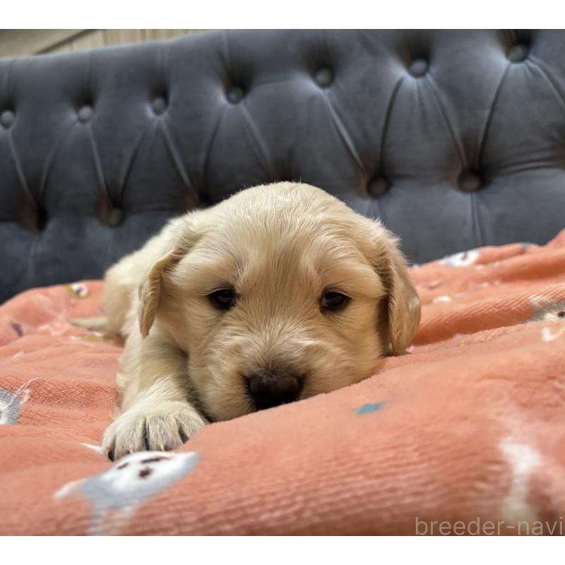 販売中の鹿児島県のゴールデンレトリーバー-441569の7枚目