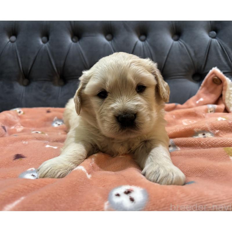 販売中の鹿児島県のゴールデンレトリーバー-441569の6枚目