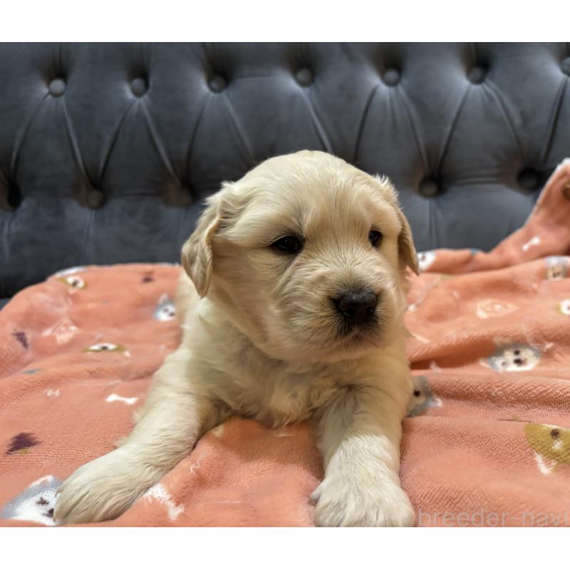 販売中の鹿児島県のゴールデンレトリーバー-441569の5枚目