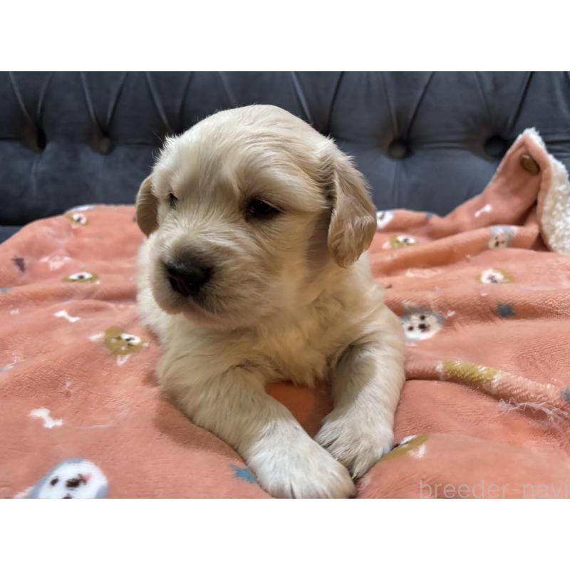 販売中の鹿児島県のゴールデンレトリーバー-441569の4枚目