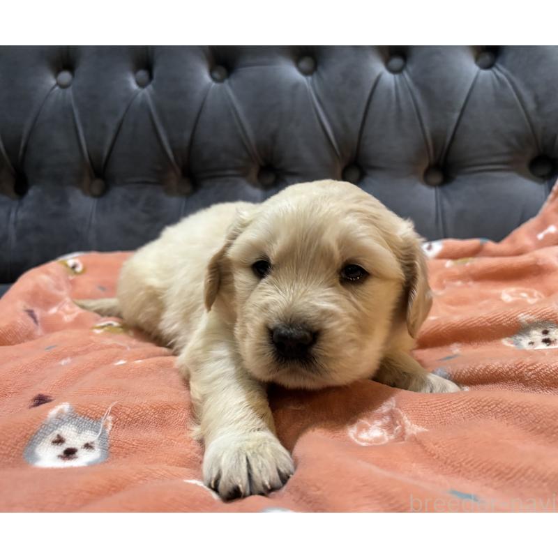 販売中の鹿児島県のゴールデンレトリーバー-441569の3枚目