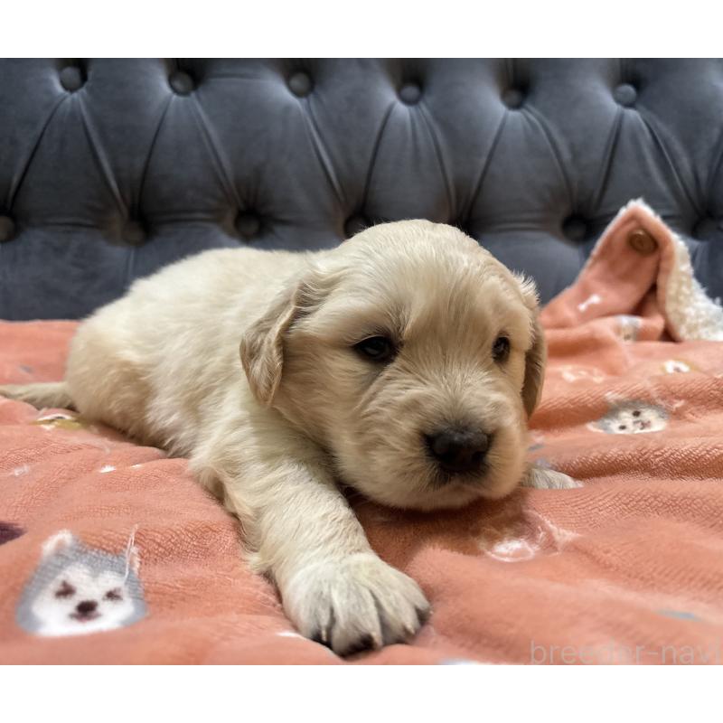 販売中の鹿児島県のゴールデンレトリーバー-441569の2枚目