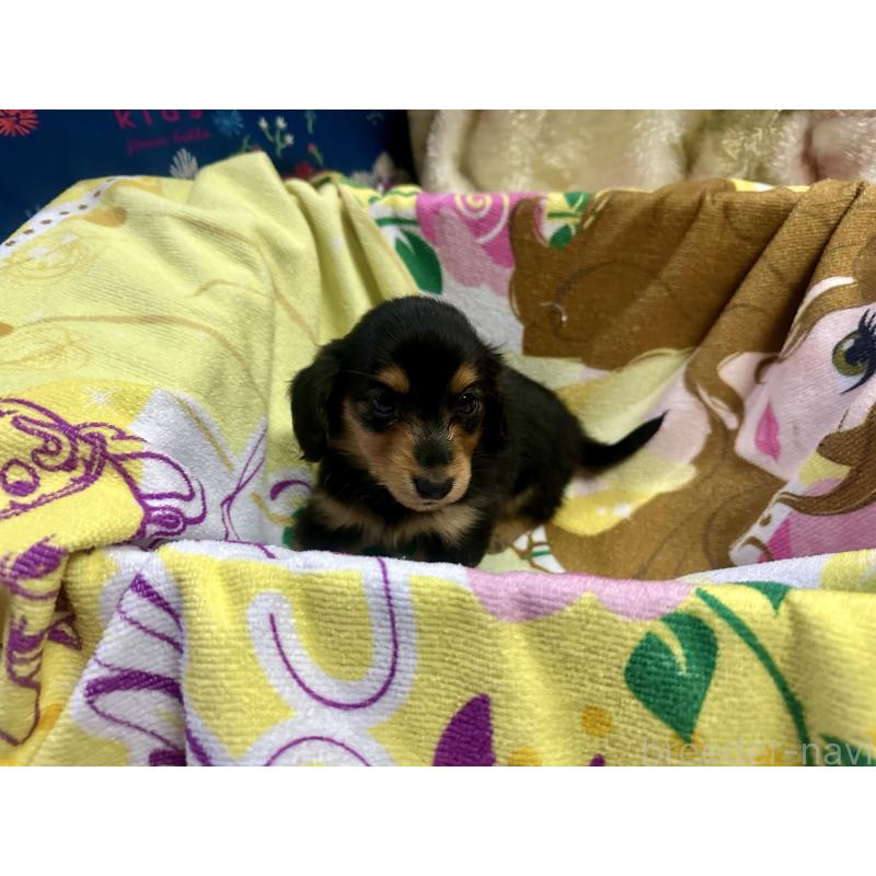 販売中の熊本県のミニチュアダックスフンド(ロングヘアード)-437776の3枚目