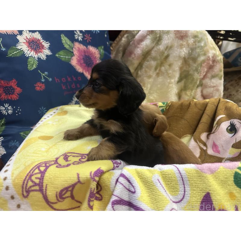 販売中の熊本県のミニチュアダックスフンド(ロングヘアード)-437776の2枚目