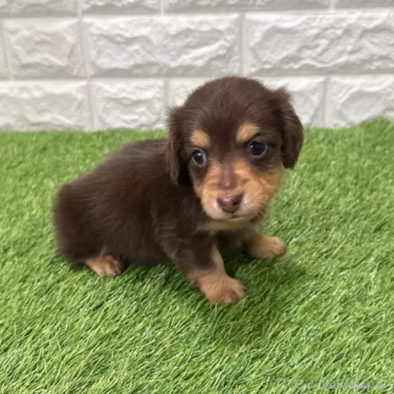 販売中の愛知県のミニチュアダックスフンド(ロングヘアード)-441574