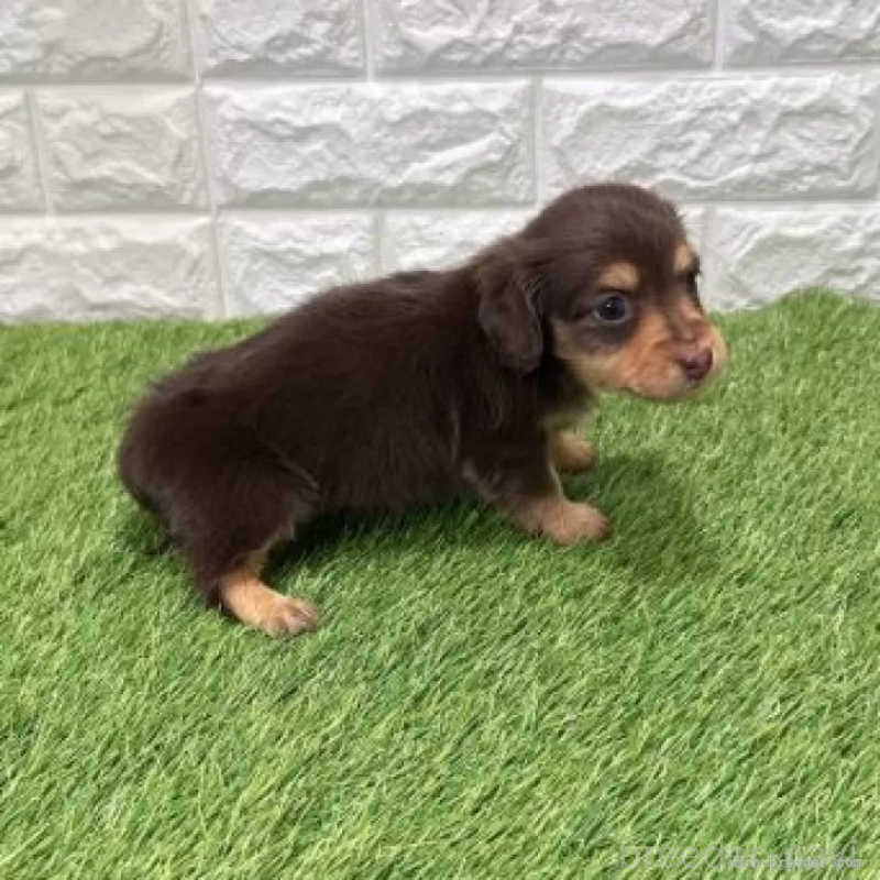 販売中の愛知県のミニチュアダックスフンド(ロングヘアード)-441574の5枚目