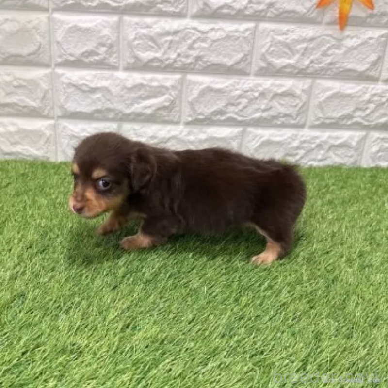 販売中の愛知県のミニチュアダックスフンド(ロングヘアード)-441574の4枚目