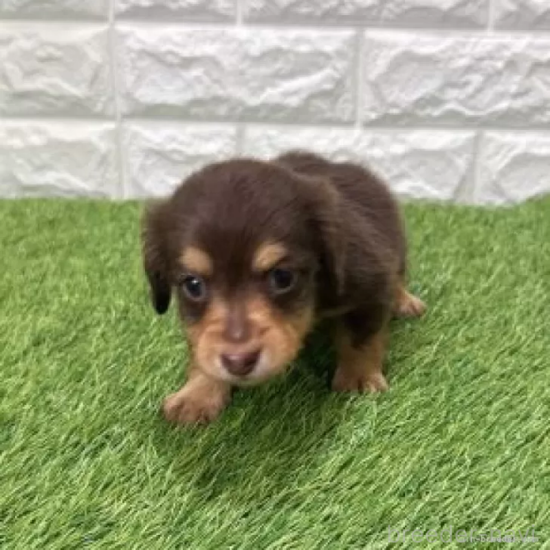 販売中の愛知県のミニチュアダックスフンド(ロングヘアード)-441574の3枚目