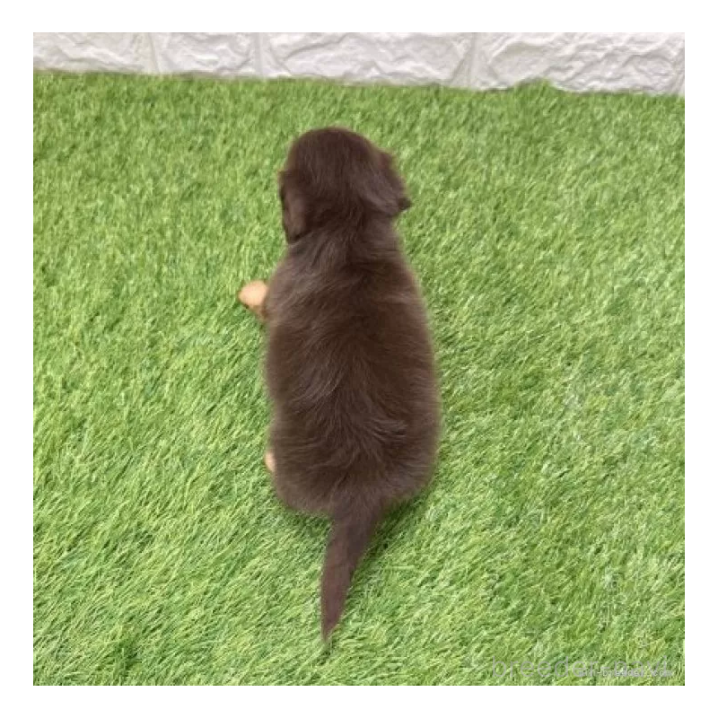 販売中の愛知県のミニチュアダックスフンド(ロングヘアード)-441574の2枚目