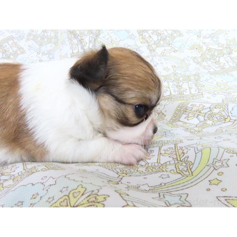 販売中の千葉県のチワワ(ロングコート)-441576の4枚目