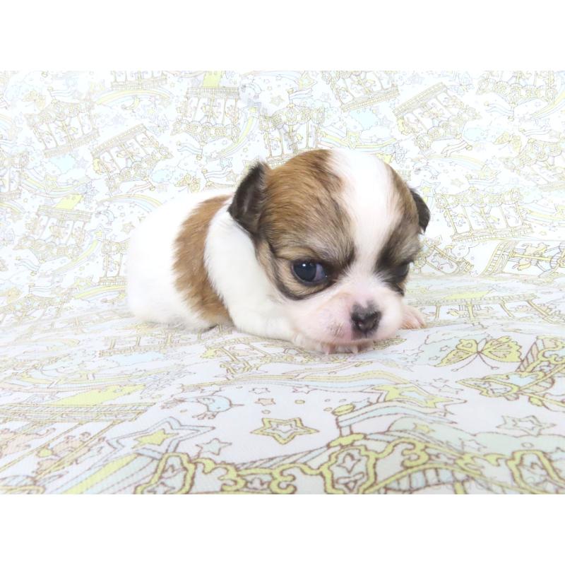 販売中の千葉県のチワワ(ロングコート)-441576の3枚目