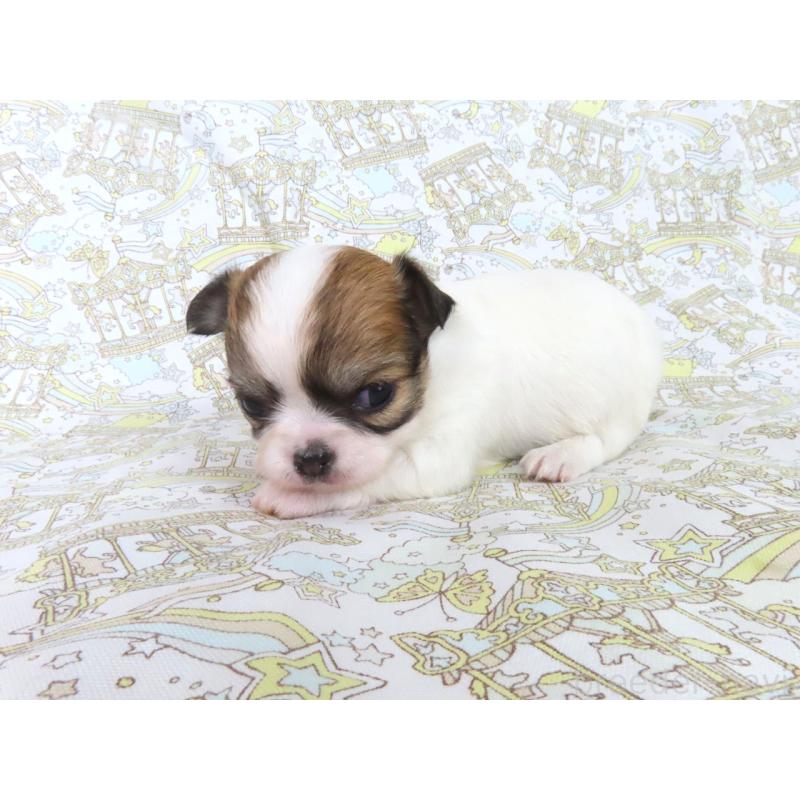 販売中の千葉県のチワワ(ロングコート)-441576の2枚目