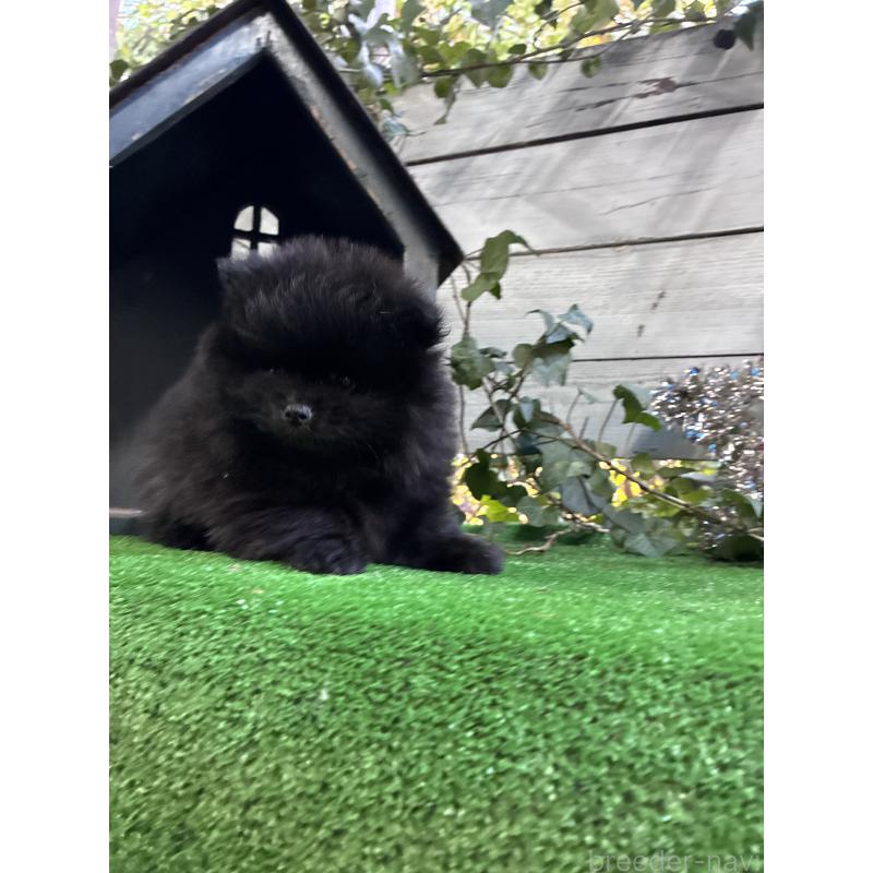 販売中の千葉県のポメラニアン-441579の3枚目